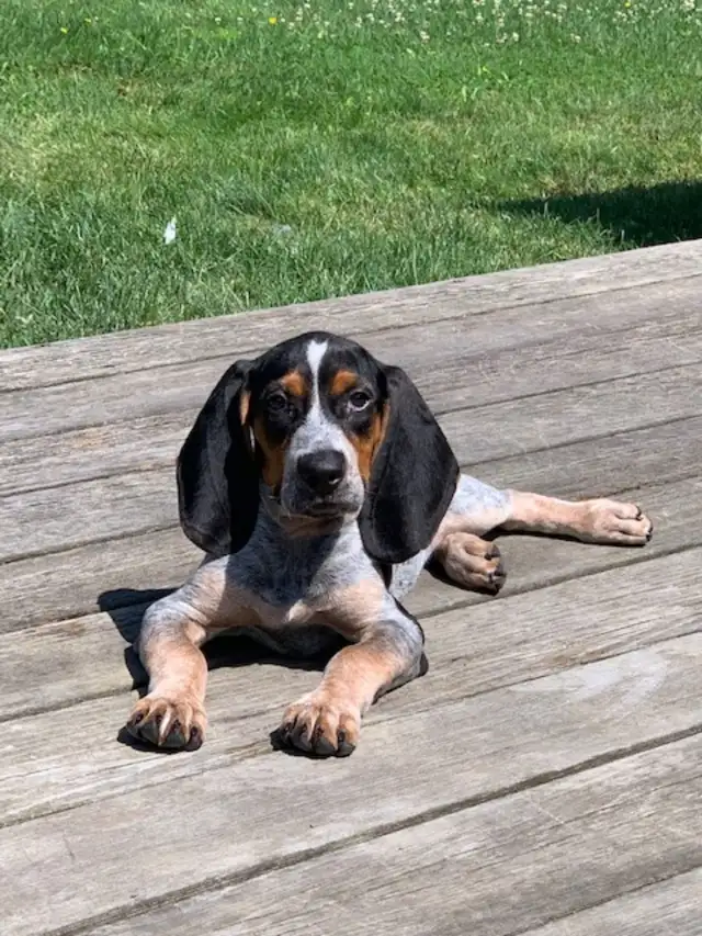 BLUETICK COONHOUND PUPPIES! Purebred. Ready July 17 - Photo 9