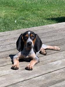 BLUETICK COONHOUND PUPPIES! Purebred. Ready July 17 - Photo 9