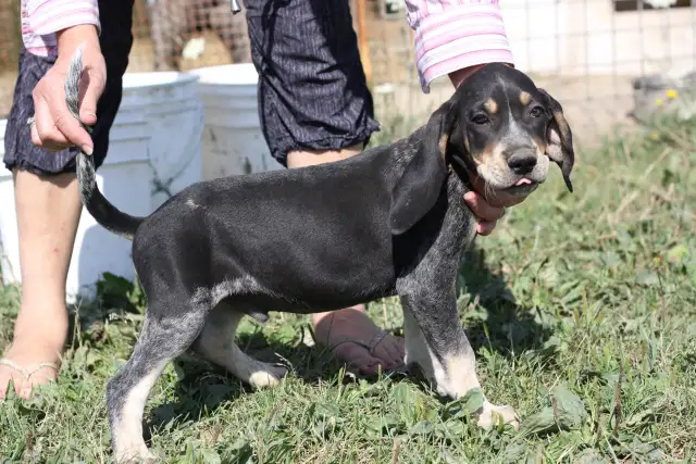 BLUETICK COONHOUND PUPPIES! Purebred. Ready July 17 - Photo 10