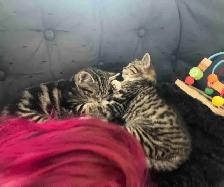 2 female kittens for sale in montague