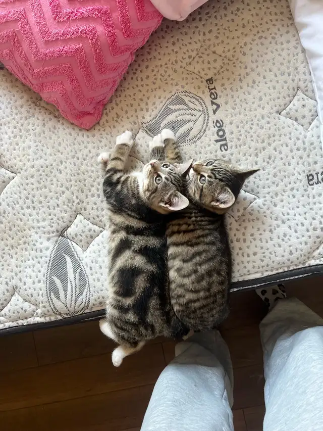 2 female kittens for sale in montague - Photo 2