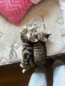 2 female kittens for sale in montague - Photo 2