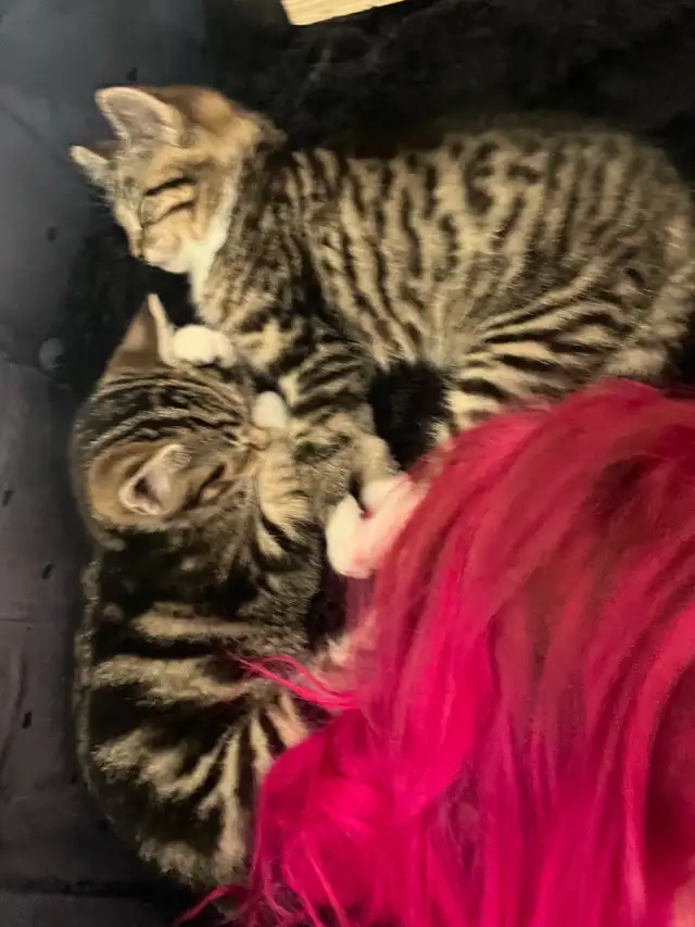 2 female kittens for sale in montague - Photo 3