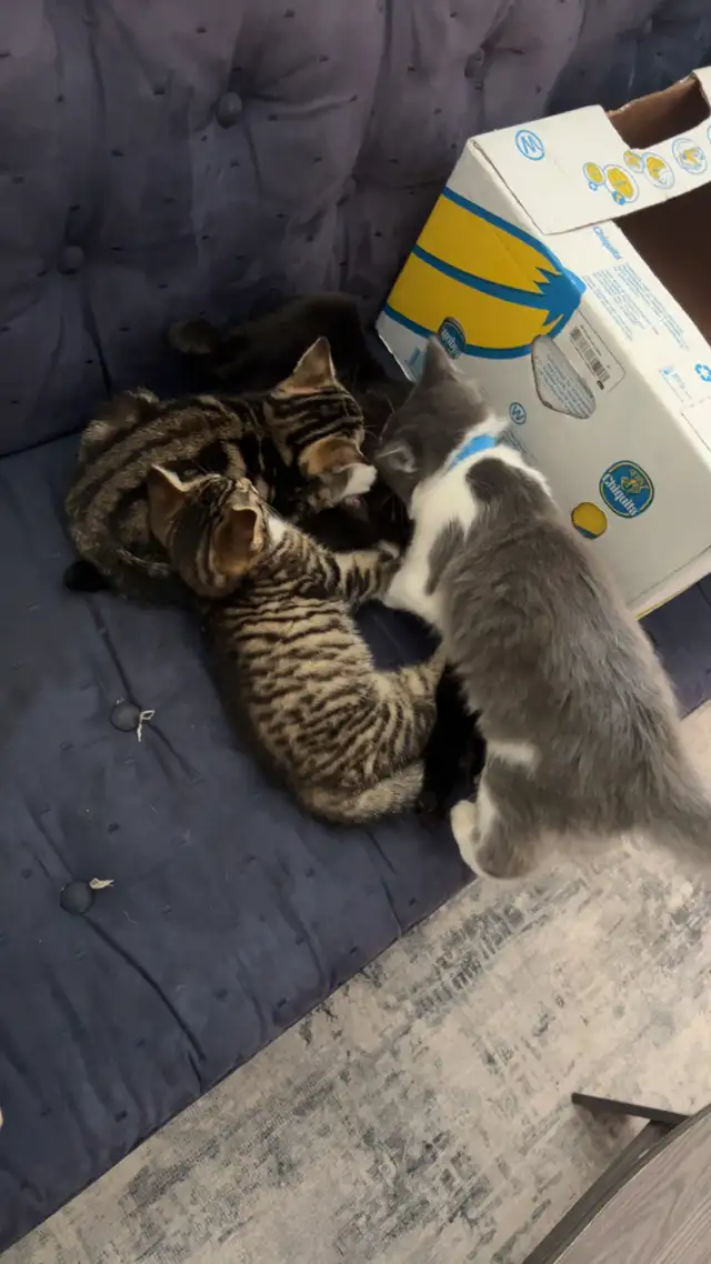 2 female kittens for sale in montague - Photo 4