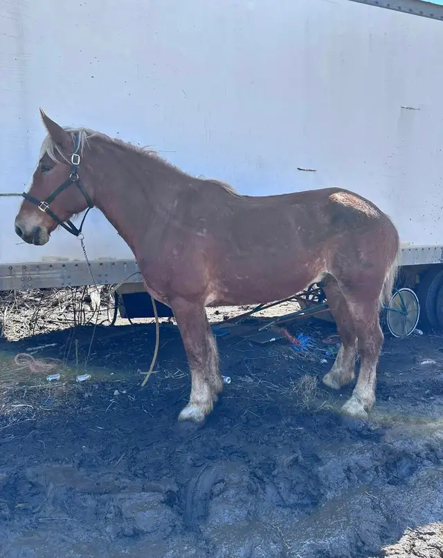 6 year old Belgian gelding