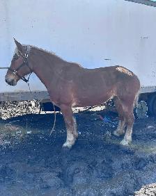 6 year old Belgian gelding