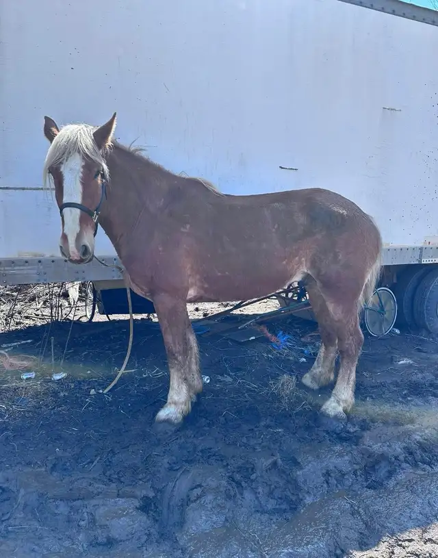 6 year old Belgian gelding - Photo 2