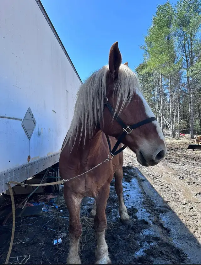 6 year old Belgian gelding - Photo 3
