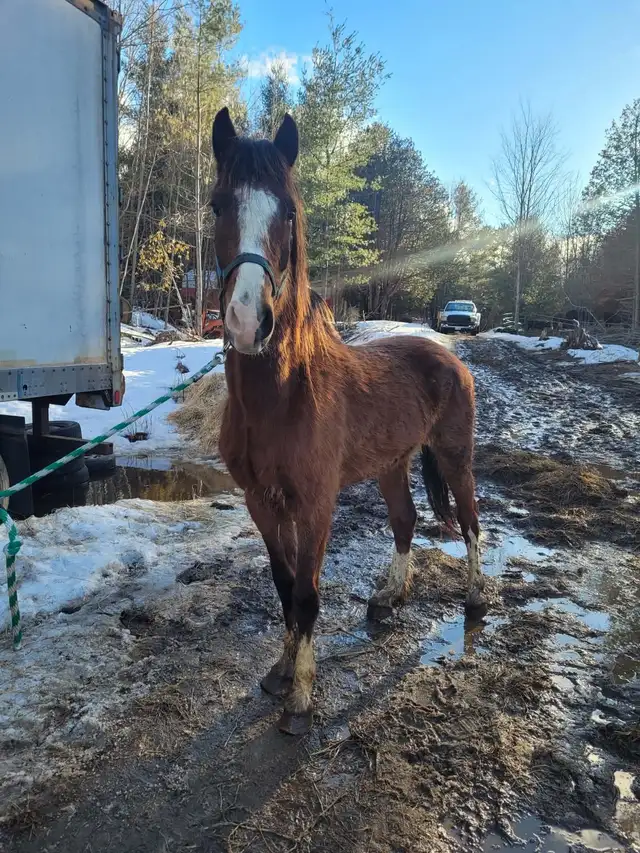 3 year old hackney cross gelding