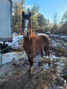 3 year old hackney cross gelding