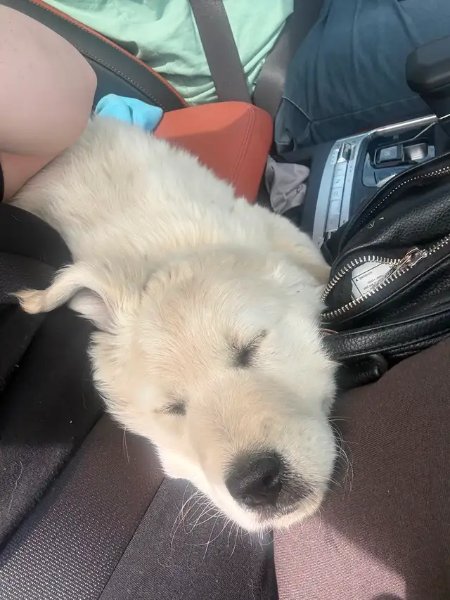 Chiot golden crème