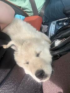 Chiot golden crème