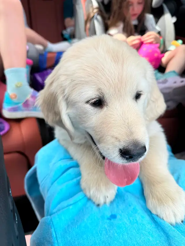 Chiot golden crème - Photo 2
