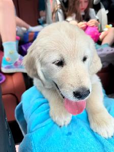 Chiot golden crème - Photo 2