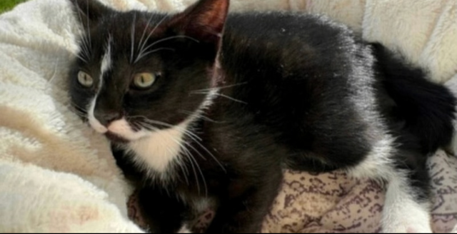 Cat lost and found
