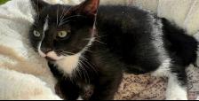 Cat lost and found