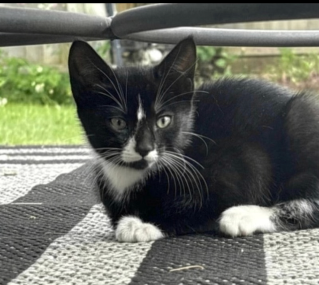 Cat lost and found - Photo 2