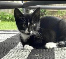 Cat lost and found - Photo 2