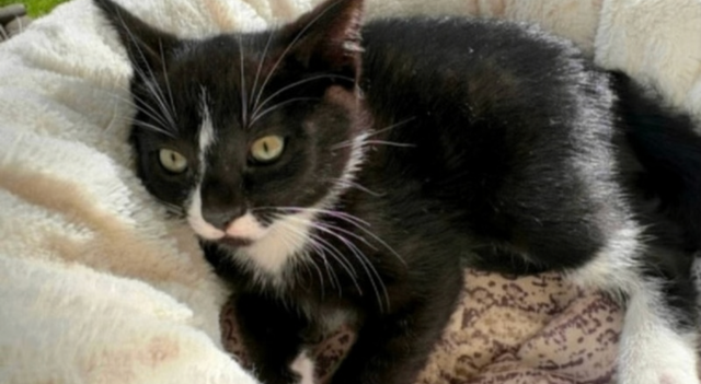 Cat lost and found - Photo 3
