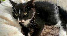 Cat lost and found - Photo 3