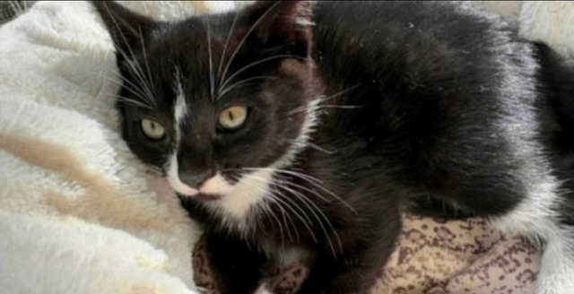 Cat lost and found - Photo 4