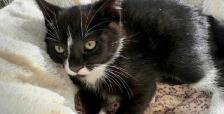 Cat lost and found - Photo 4