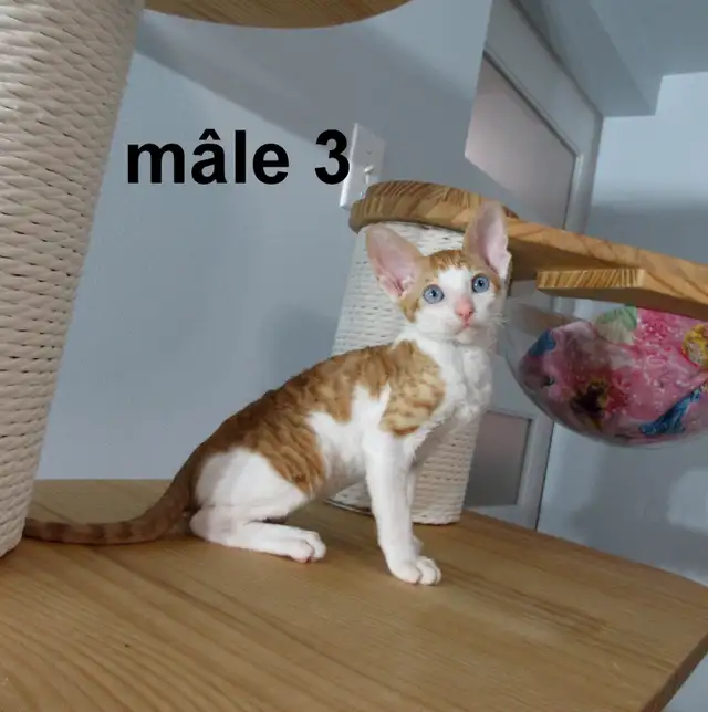 chaton rex cornish vermifugé, micropucé
