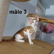 chaton rex cornish vermifugé, micropucé