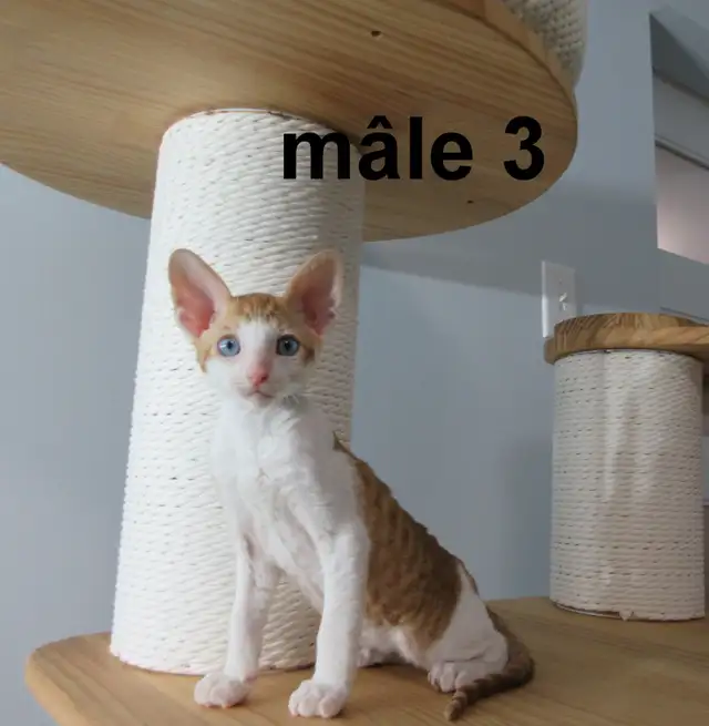 chaton rex cornish vermifugé, micropucé - Photo 2