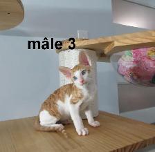 chaton rex cornish vermifugé, micropucé - Photo 3