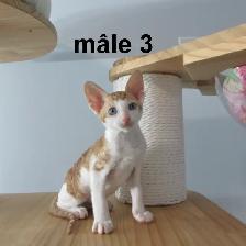 chaton rex cornish vermifugé, micropucé - Photo 4