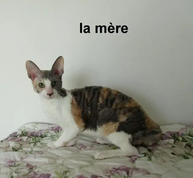 chaton rex cornish vermifugé, micropucé - Photo 5