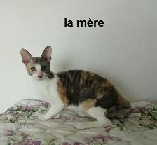 chaton rex cornish vermifugé, micropucé - Photo 5