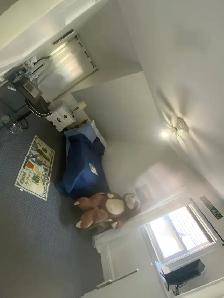 Room for rentTORONTO, CLEAN UPSCALE FURNISHED ROOM FOR STUDENTS - Photo 12