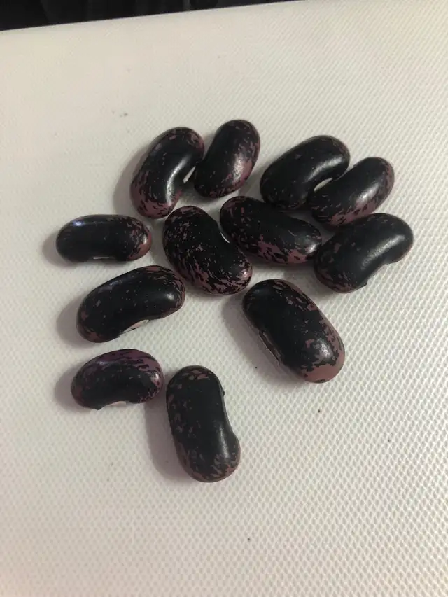 Scarlet Runner Seeds - Photo 2