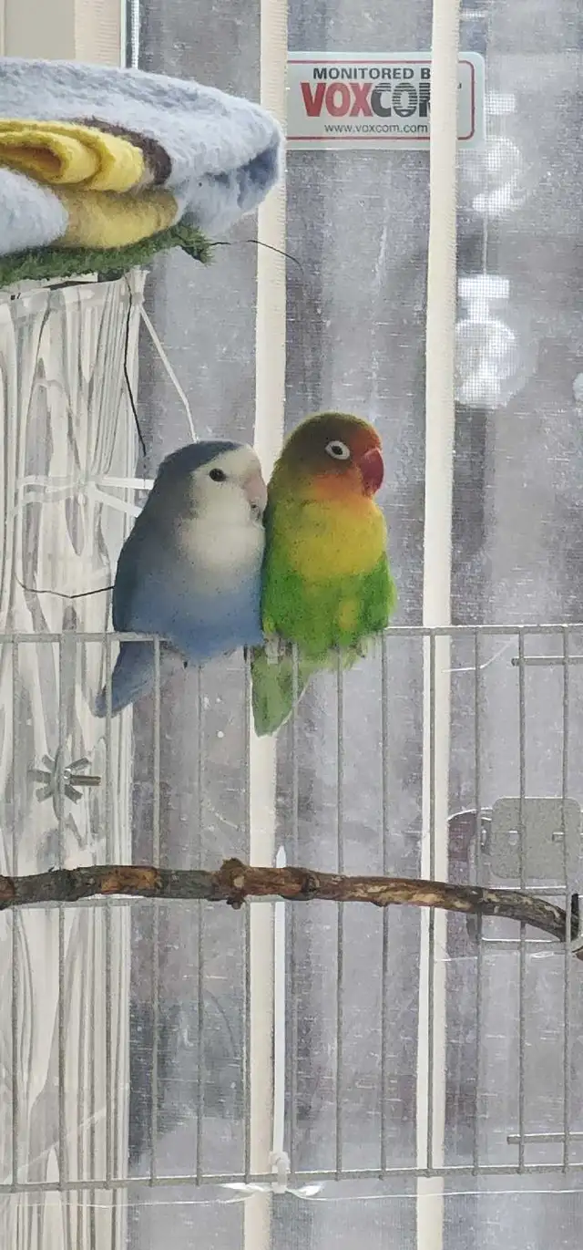 LOVEBIRDS FOR REHOME