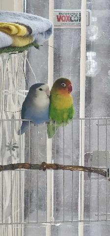 LOVEBIRDS FOR REHOME