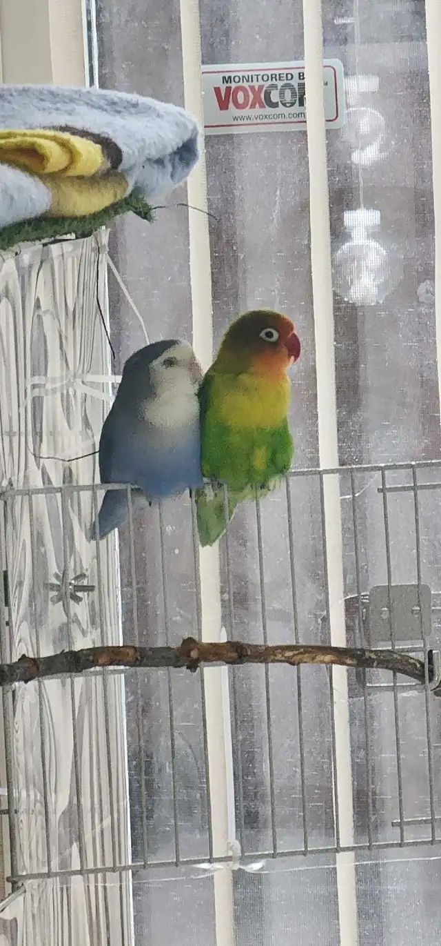 LOVEBIRDS FOR REHOME - Photo 2