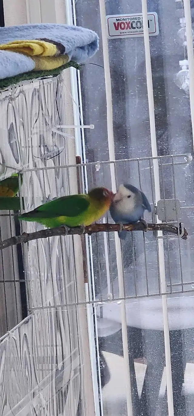 LOVEBIRDS FOR REHOME - Photo 3