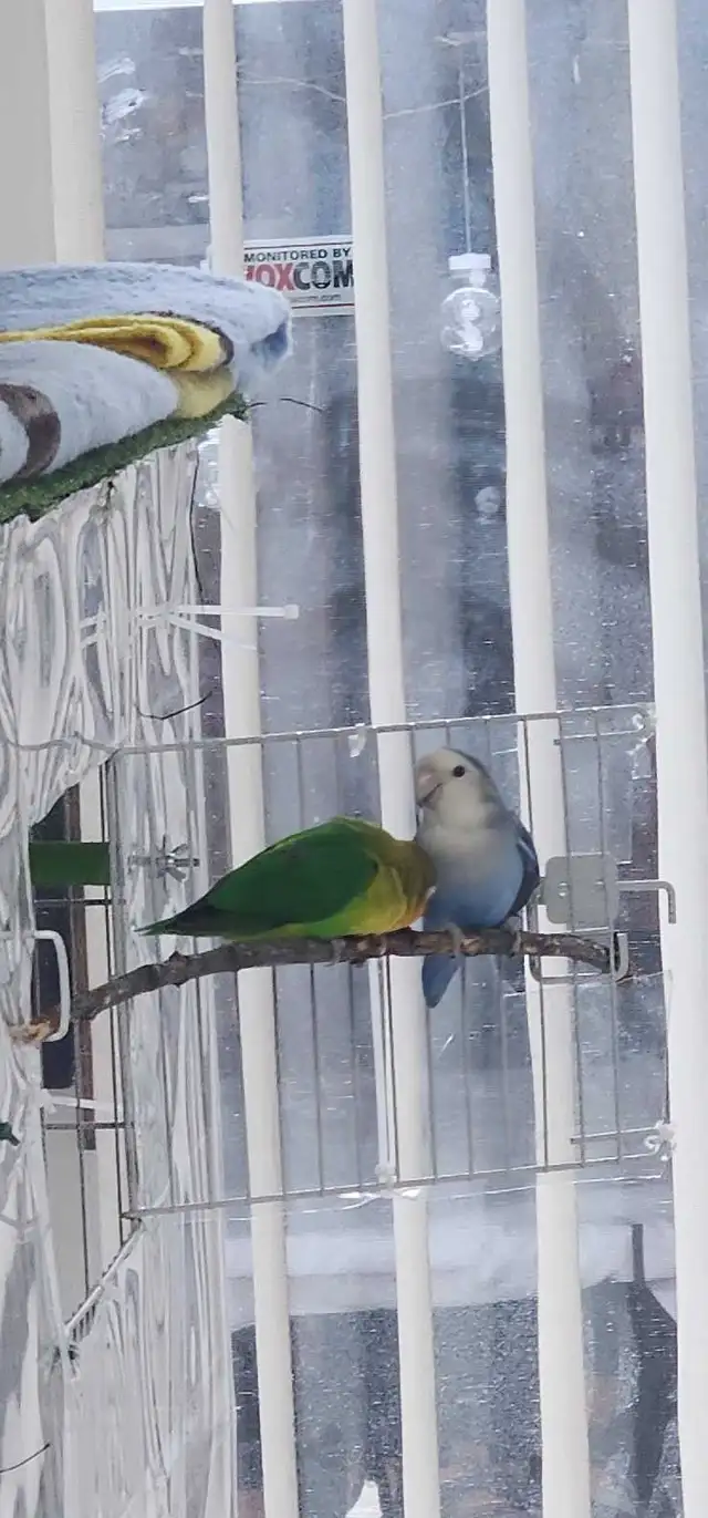 LOVEBIRDS FOR REHOME - Photo 4