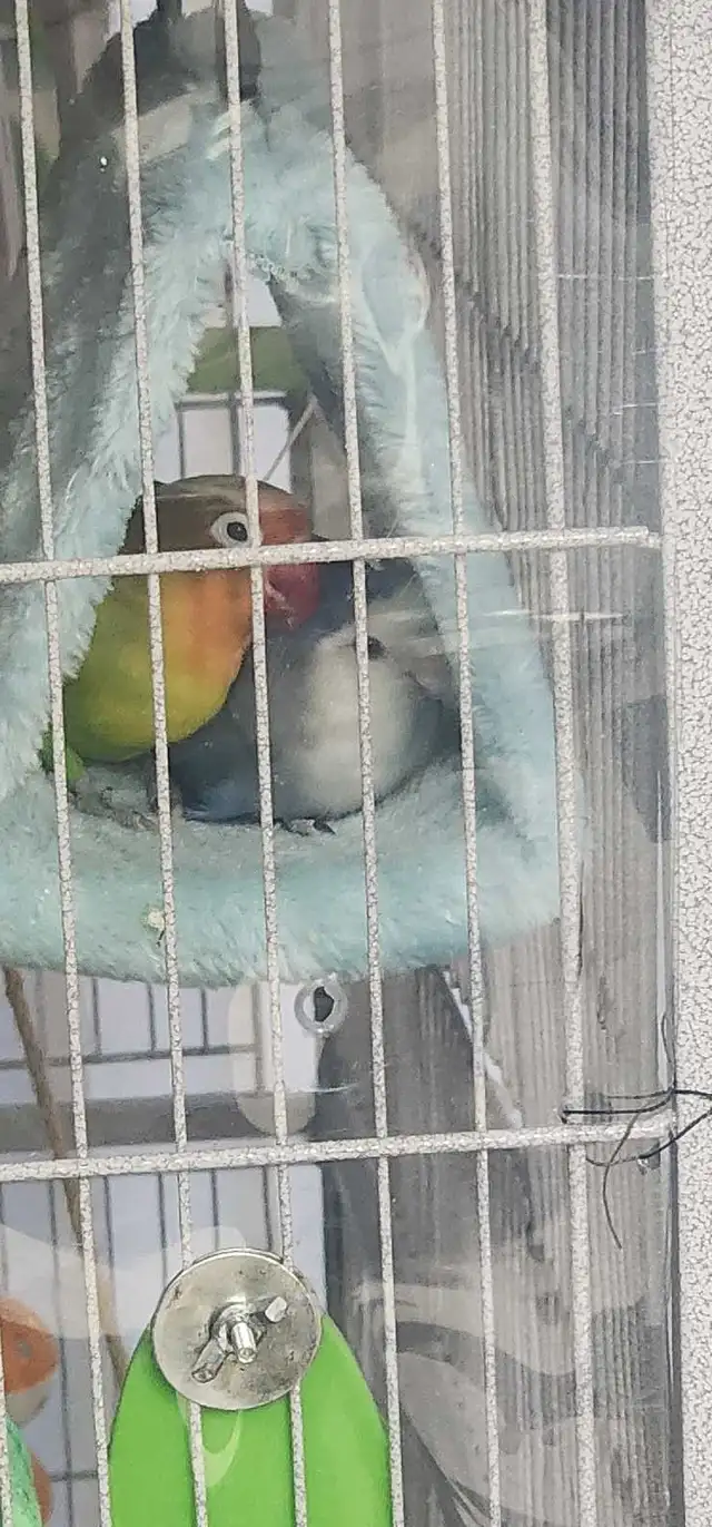 LOVEBIRDS FOR REHOME - Photo 5