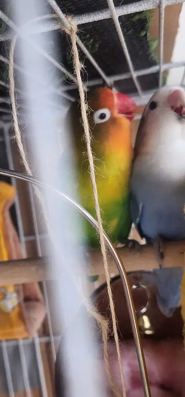 LOVEBIRDS FOR REHOME - Photo 6