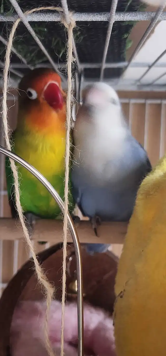 LOVEBIRDS FOR REHOME - Photo 7