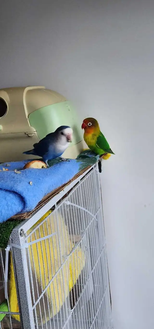 LOVEBIRDS FOR REHOME - Photo 8