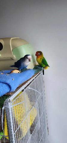 LOVEBIRDS FOR REHOME - Photo 8