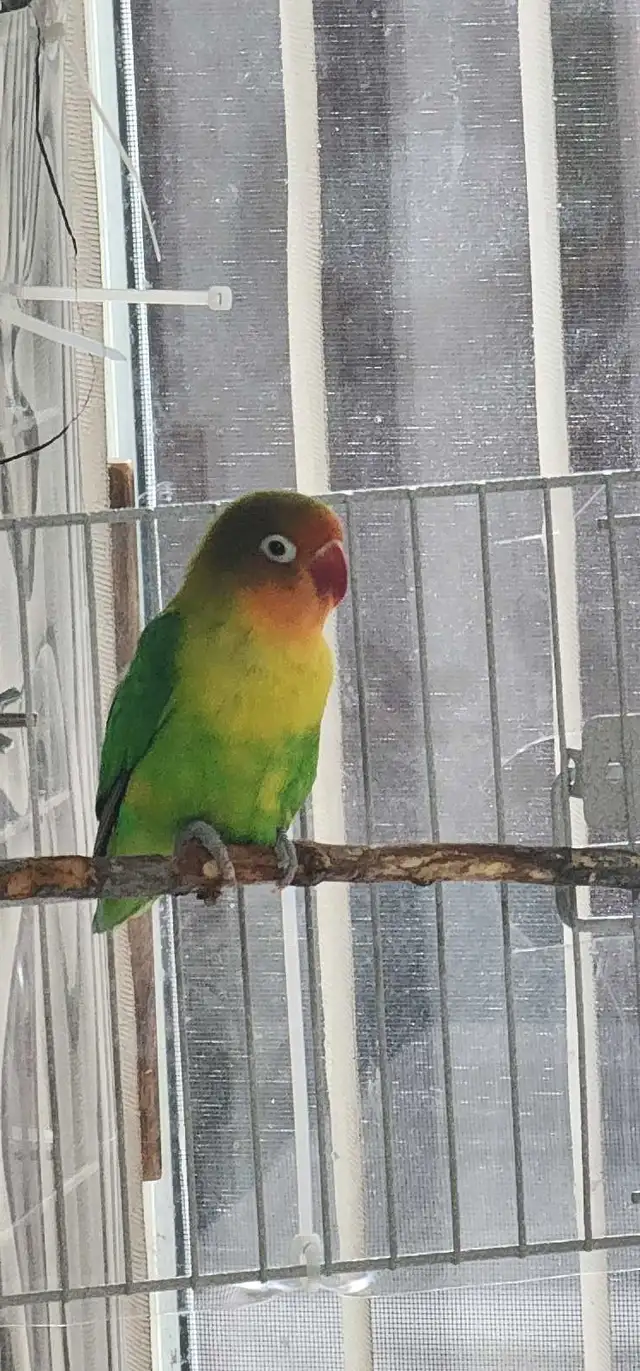 LOVEBIRDS FOR REHOME - Photo 9