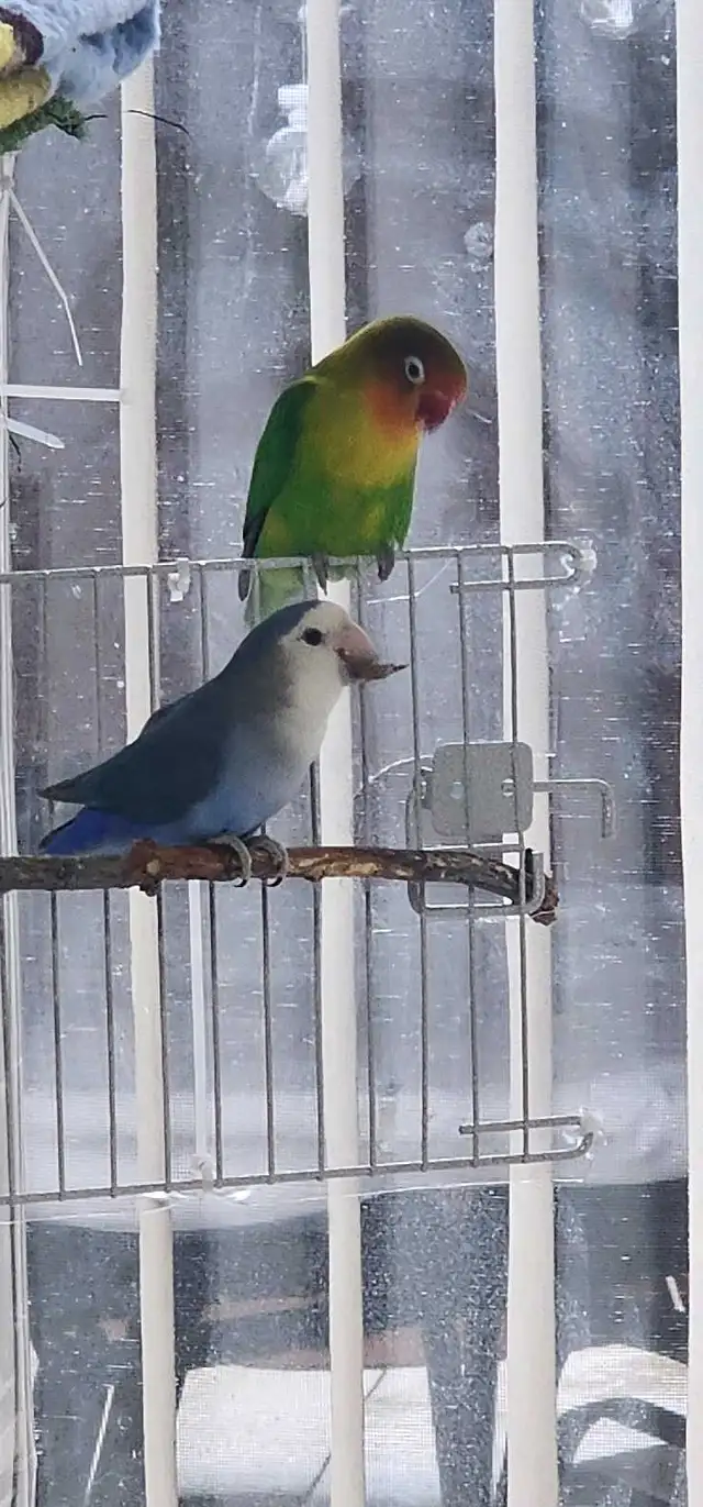 LOVEBIRDS FOR REHOME - Photo 10
