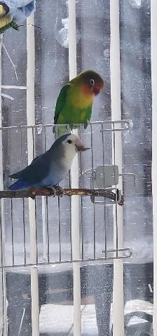LOVEBIRDS FOR REHOME - Photo 10
