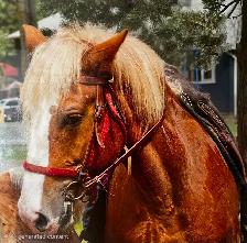 7-Year-Old Belgian Broodmare – Broke to Ride & Drive
