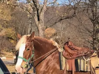 7-Year-Old Belgian Broodmare – Broke to Ride & Drive - Photo 3
